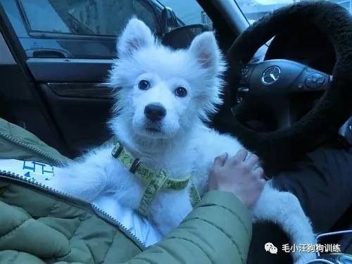 附近的宠物店太多怎么办,被全国的宠物店拉黑的狗