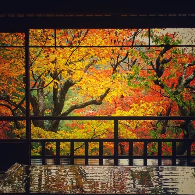 又是一年赏枫季,又是一年赏秋季