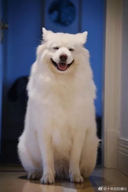 俊介犬舍推荐,俊介犬猫