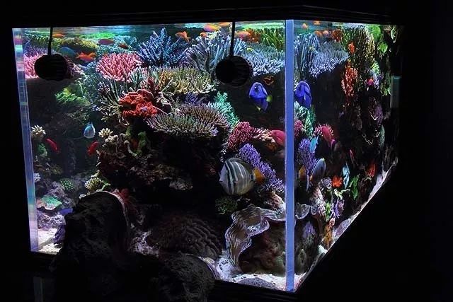 水管工人的美缸，美出新高度！