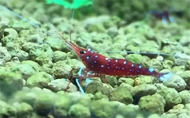 苏虾饲养注意事项,苏虾的养殖方法和注意事项