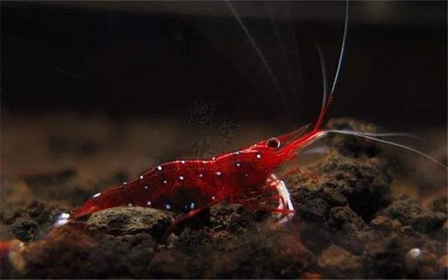 苏虾饲养注意事项,苏虾的养殖方法和注意事项