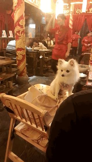 吃东西食道划破算意外吗,食道被食物划破是什么原因