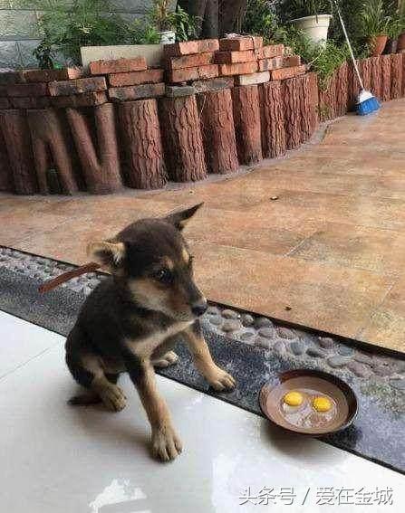 网友在淘宝网上10元买了一只哈士奇，收到货之后大跌眼镜！