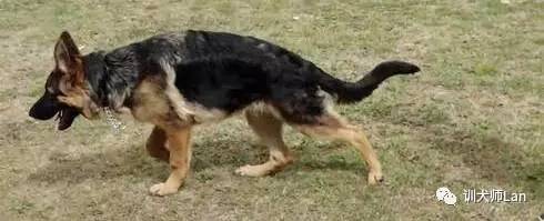 狗狗跛行视频,狗狗跛行多久能好