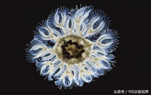 观赏鱼除了吃饲料还可以吃什么,观赏鱼饲料揭秘