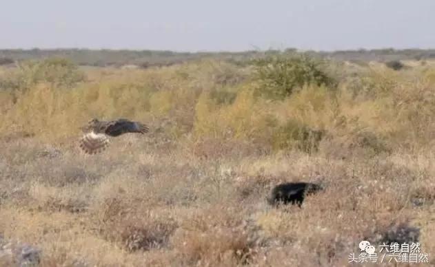 蜜獾敢不敢和老虎单挑,蜜獾为什么敢挑战比它大的动物