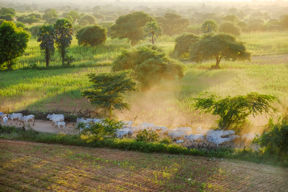 蒲甘——古称“阿利摩陀那补罗”