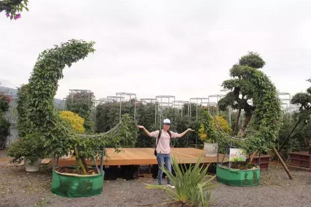 云南花海之行,云南花海基地旅游攻略