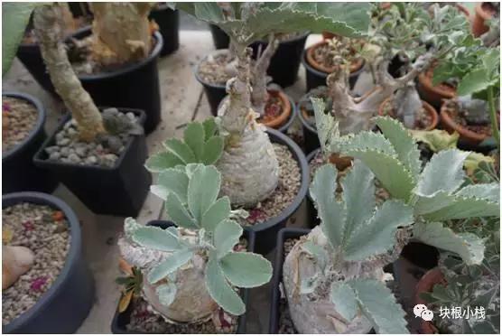 泰国多肉展会,仙人掌与多肉植物新品集粹