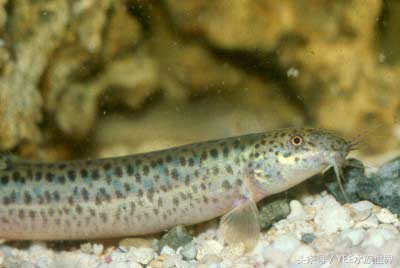 泥鳅可以放鱼缸和鱼一起养吗,泥鳅养在鱼缸里对鱼有影响吗