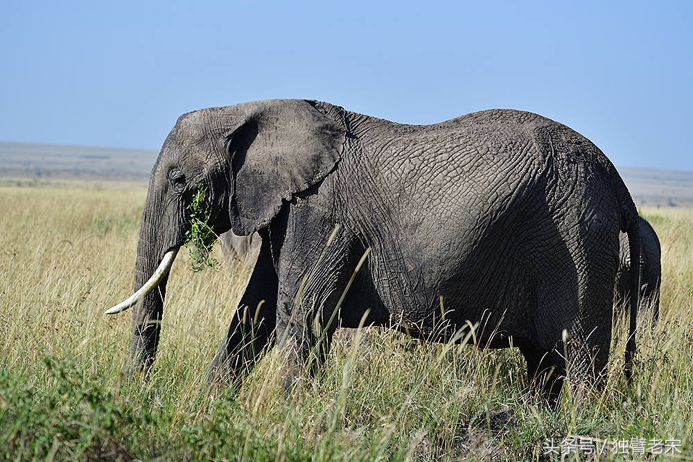 肯尼亚动物大迁徙旅游,肯尼亚迁徙之旅