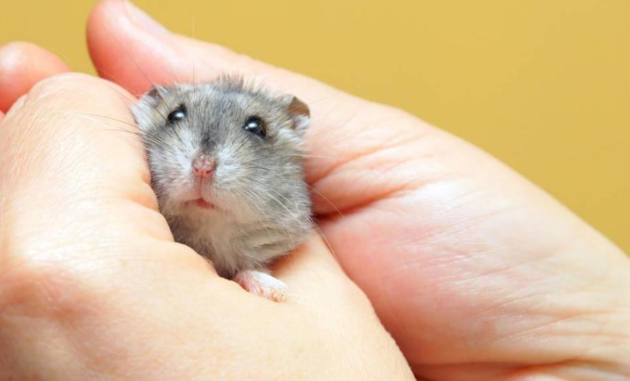 仓鼠萌萌住大别墅,萌萌的仓鼠视频