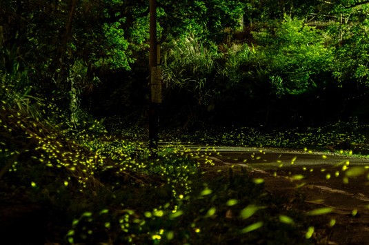 何为浪漫？带上爱的人到这里欣赏漫天飞舞的萤火虫怎样？