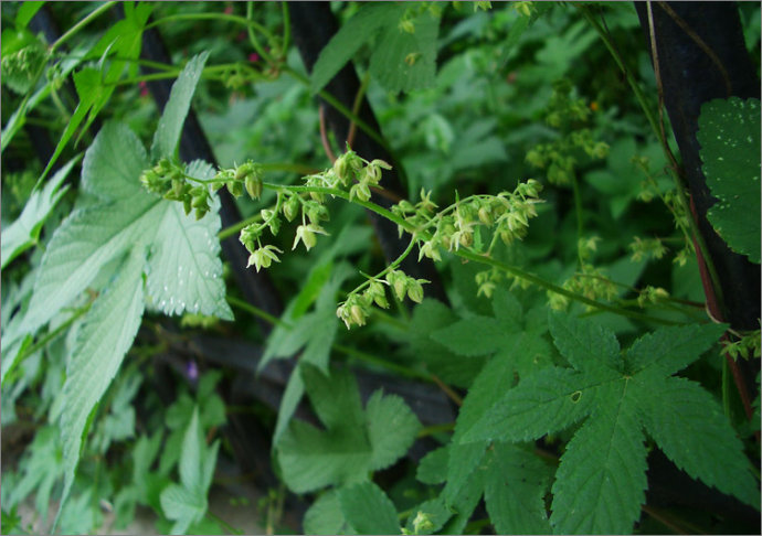 农村常见的中草药功效解说,常见中草药的功效与作用
