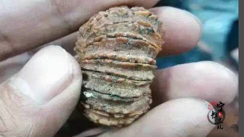 你手中的金刚菩提是真的吗？看金刚菩提真假鉴别