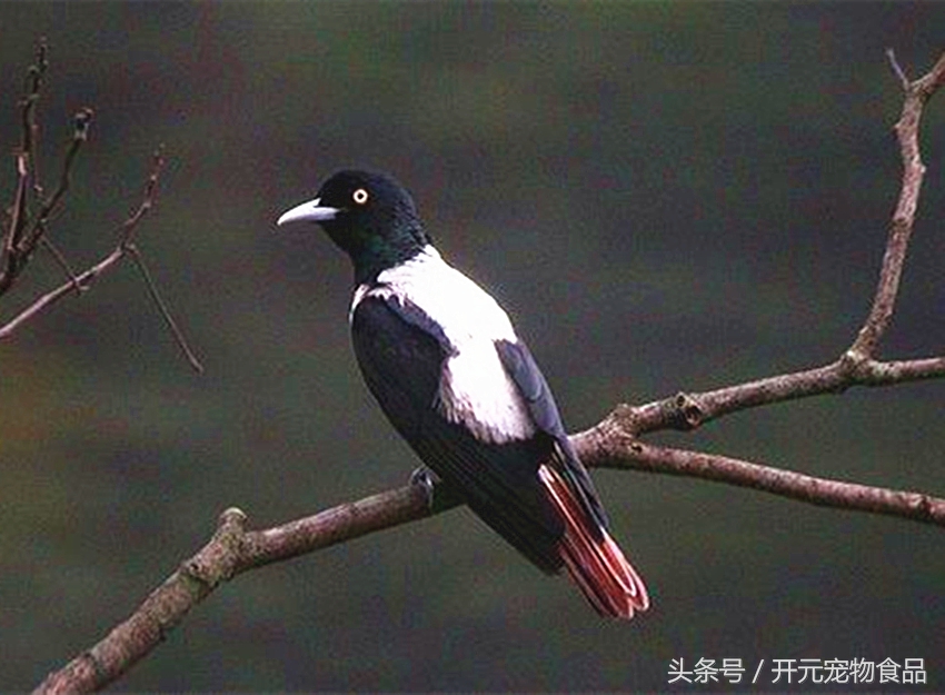 请不要在叫我喜鹊，我是四喜鸟