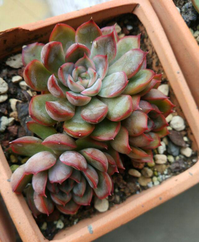 多肉长出盆外了怎么办,多肉盆里长出黄色菌