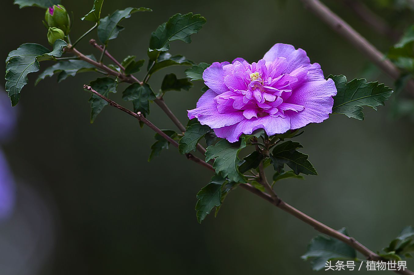 木槿花温柔的坚持,温柔的坚持全集