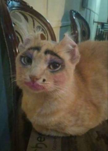 一只全方位无死角美颜的喵,和一只360度无死角的丑猫,对比伤害有多大——简直没眼看了