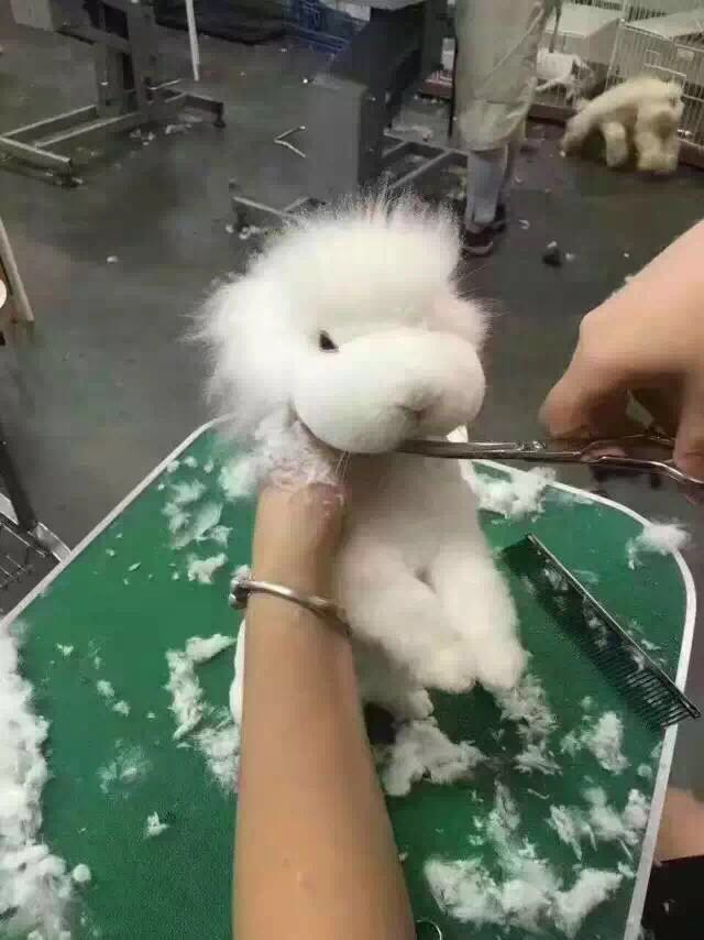 宠物篇-兔子1：想不想养一只甜馨同款的小兔兔呢~来来来~这里有大量萌兔奉上~