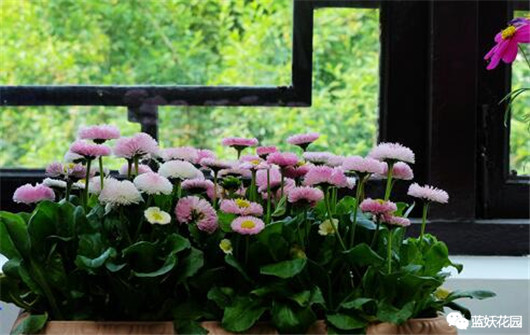 养花养到死的花怎么处理,养花的最高境界是把花养死