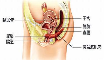 产后子宫大小如何恢复,产后50天子宫大小标准