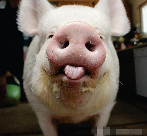 国外小哥养宠物猪,外国小哥养了一只小香猪