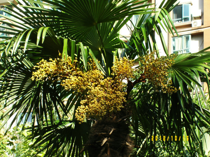 农村常见的中草药功效解说,常见中草药的功效与作用