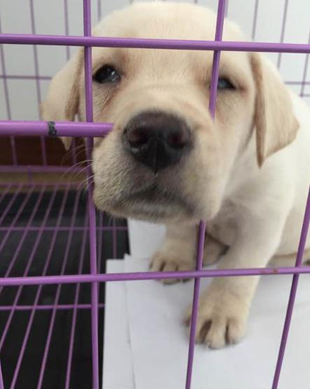 2个月大的拉布拉多晚上睡觉抽搐,拉布拉多犬晚上呜呜叫跟哭一样