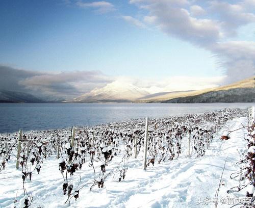 冰酒阿根廷极甜型,冰酒葡萄酒纯甜