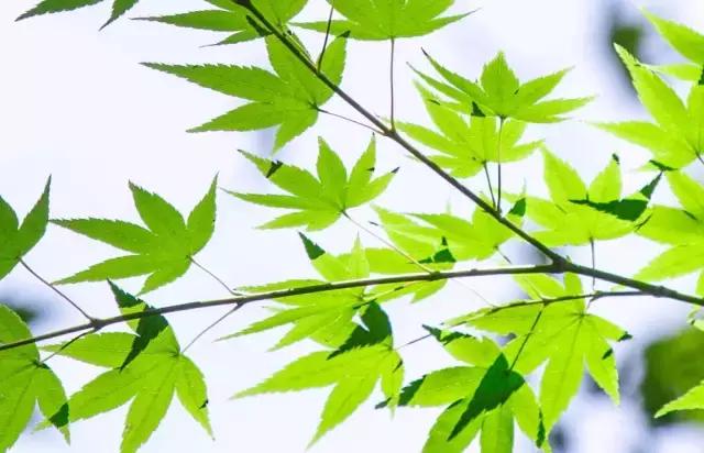 高温下的上海城市,上海40度以上高温