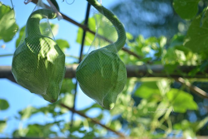 植物美图笔记~各种瓜（葫芦科植物）