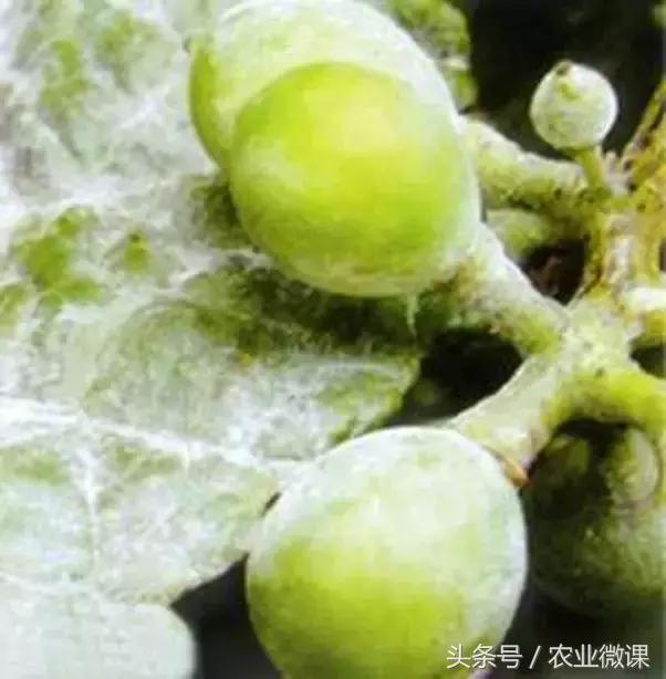 葡萄病害专用药一览表,葡萄白粉症状