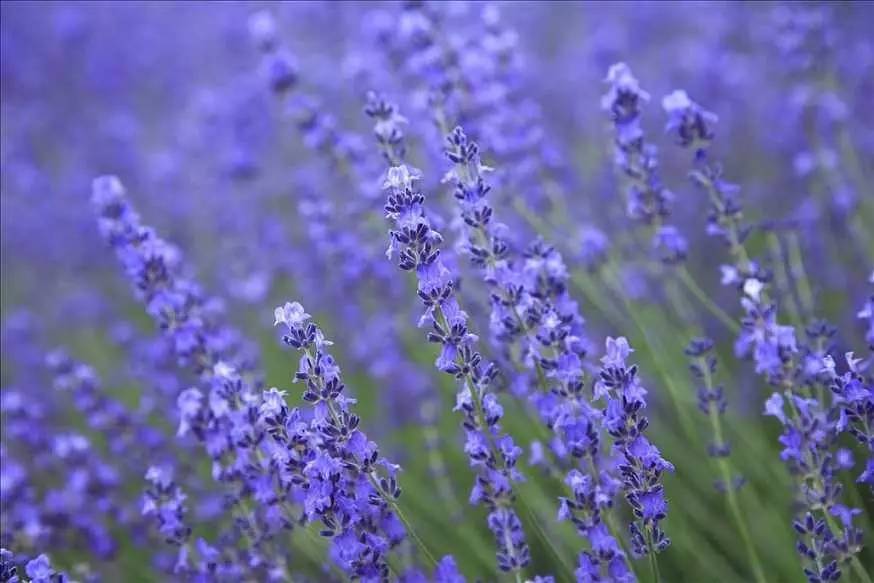 向日葵花语红玫瑰花语,蓝色妖姬的花语与红玫瑰花语