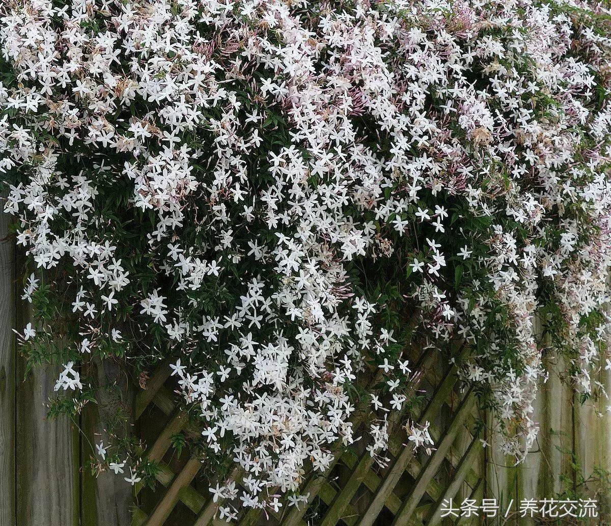 十种爬藤最好养的花花香持久,10种好养又好看的爬藤植物