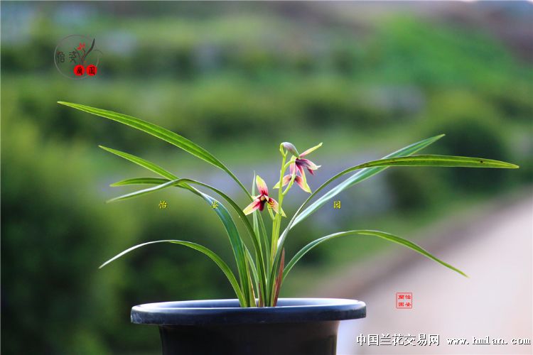 精美四季兰赤诚峨眉晨光花开2017！请欣赏！