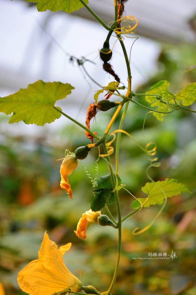 植物美图笔记~各种瓜（葫芦科植物）