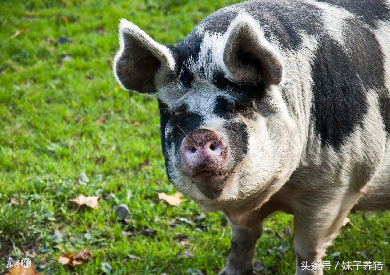 母猪产后水肿怎么消,母猪产仔水肿怎样解决