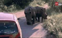 又一个迟到的理由·轮胎被犀牛顶了·