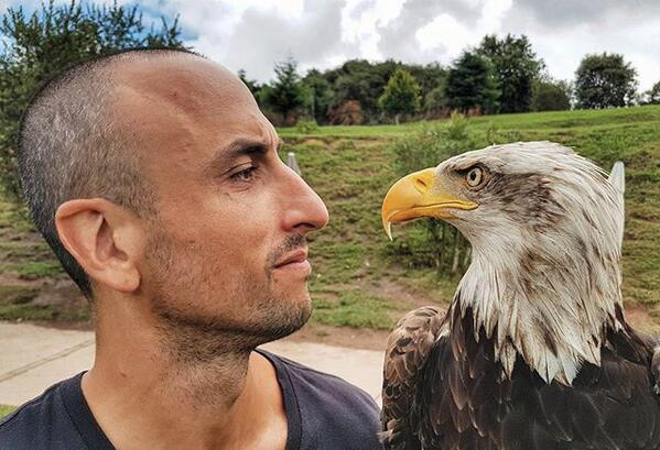 潘帕斯雄鹰吉诺比利混剪,马努吉诺比利马刺图片