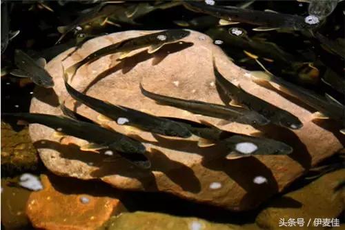 青海湟鱼科普介绍,湟鱼科普小知识