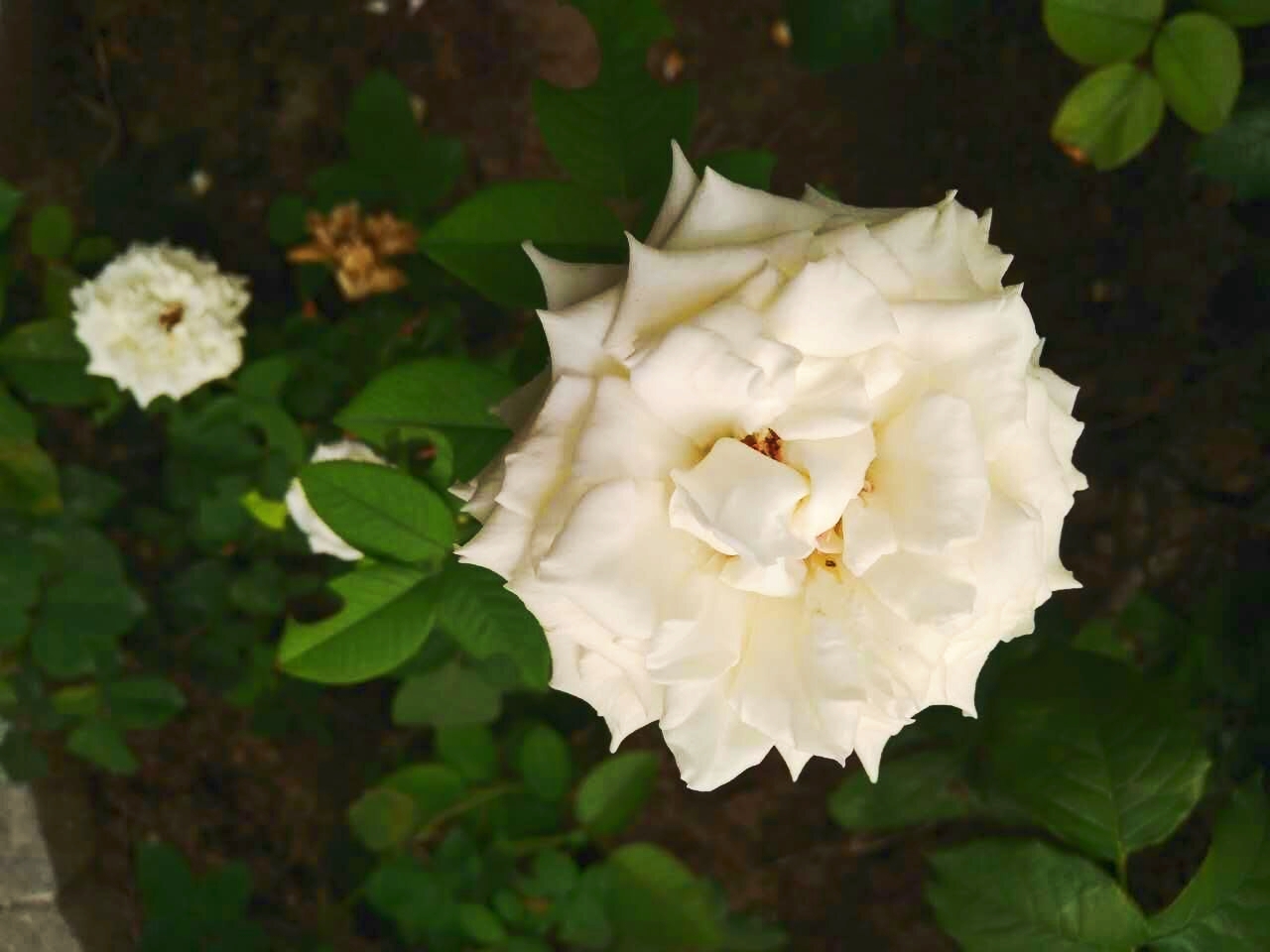 金姑娘昌吉,金姑娘牡丹