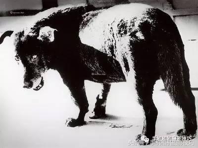 拍照不会教人摆动作怎么办,拍照不会动作和表情咋学