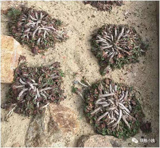 2019上海多肉展仙人球,2023泰国多肉展会直播