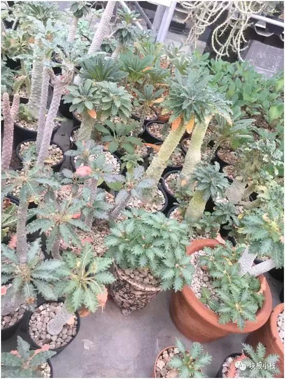 2019上海多肉展仙人球,2023泰国多肉展会直播