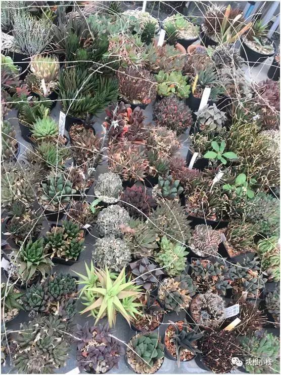 2019上海多肉展仙人球,2023泰国多肉展会直播