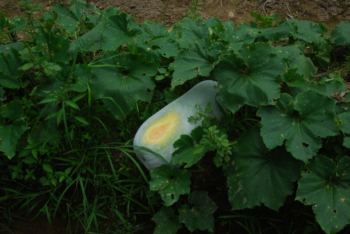 植物美图笔记~各种瓜（葫芦科植物）