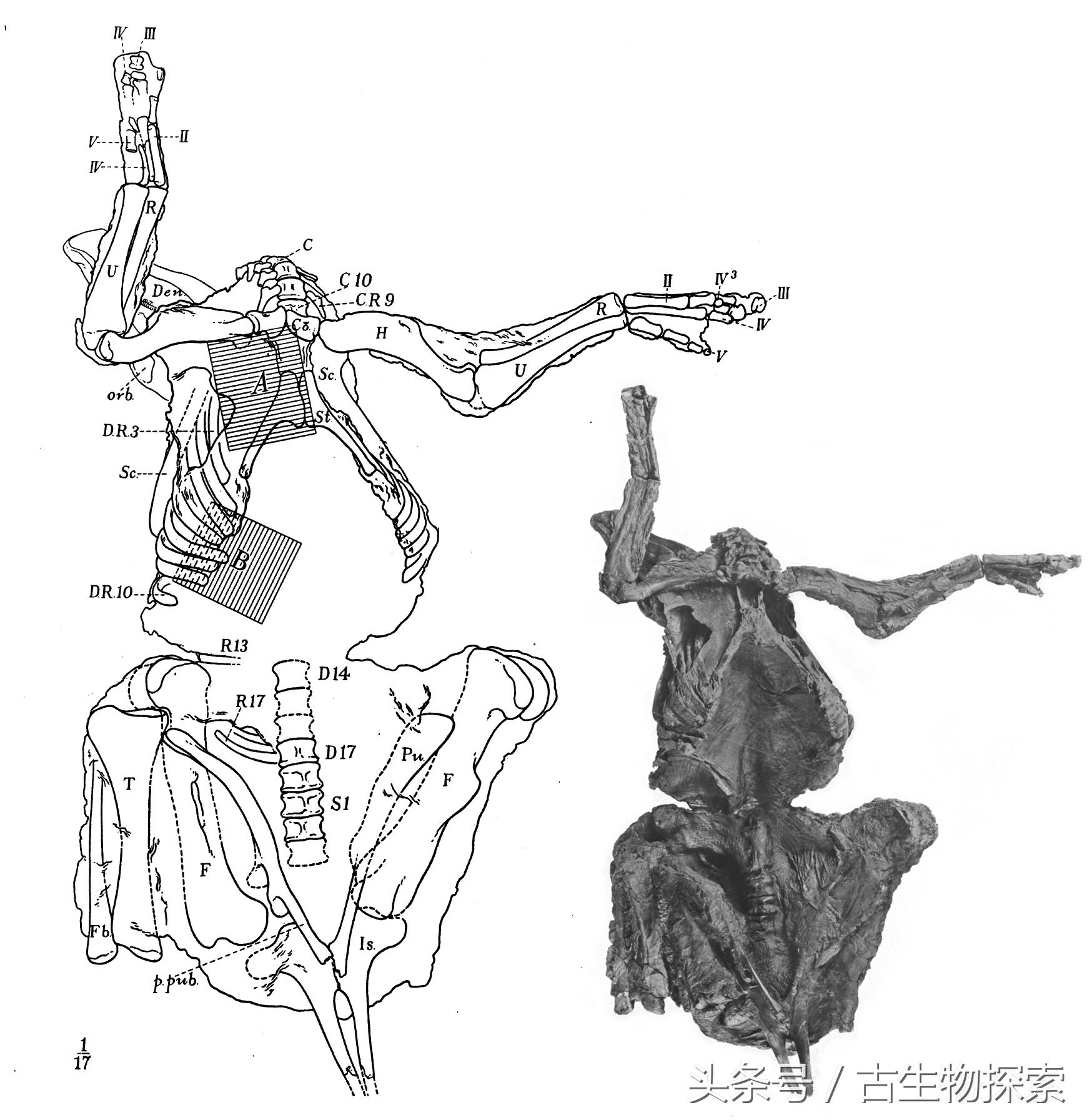 白垩纪的超级鸭嘴龙类，比霸王龙还要大！