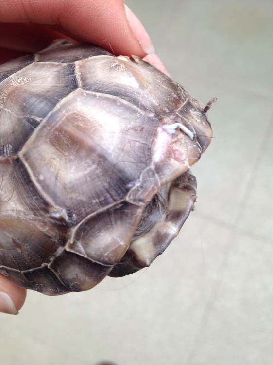 乌龟烂甲怎么治,乌龟常见疾病哪个最严重